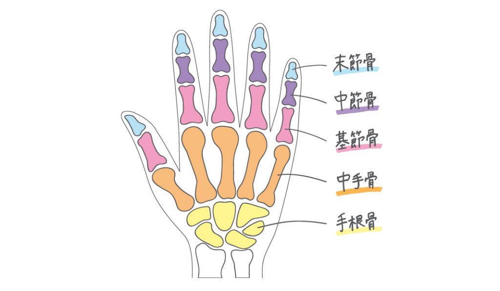手や指の描き方はコツを掴めば上達 手の構造とうまく描くためのポイント Kisa Illustration Design